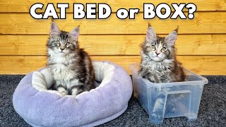 What Do Kittens Like the Most - Human Stuff or Cat Stuff