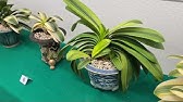 クンシラン植え替え動画4 5月が好ましい Youtube クンシラン植え替え動画4 5月が好ましい Youtube