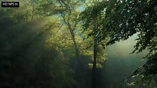 İnsanı Dərin Düşüncələrə Sövq Edən Hezin Musiqi - Öz Ifamda Piono