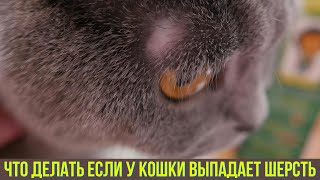 Что делать если у кошки выпадает шерсть