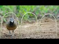 Wild Man Create An Awesome Bird Trap To Catch Bird In The Jungle Work 100%