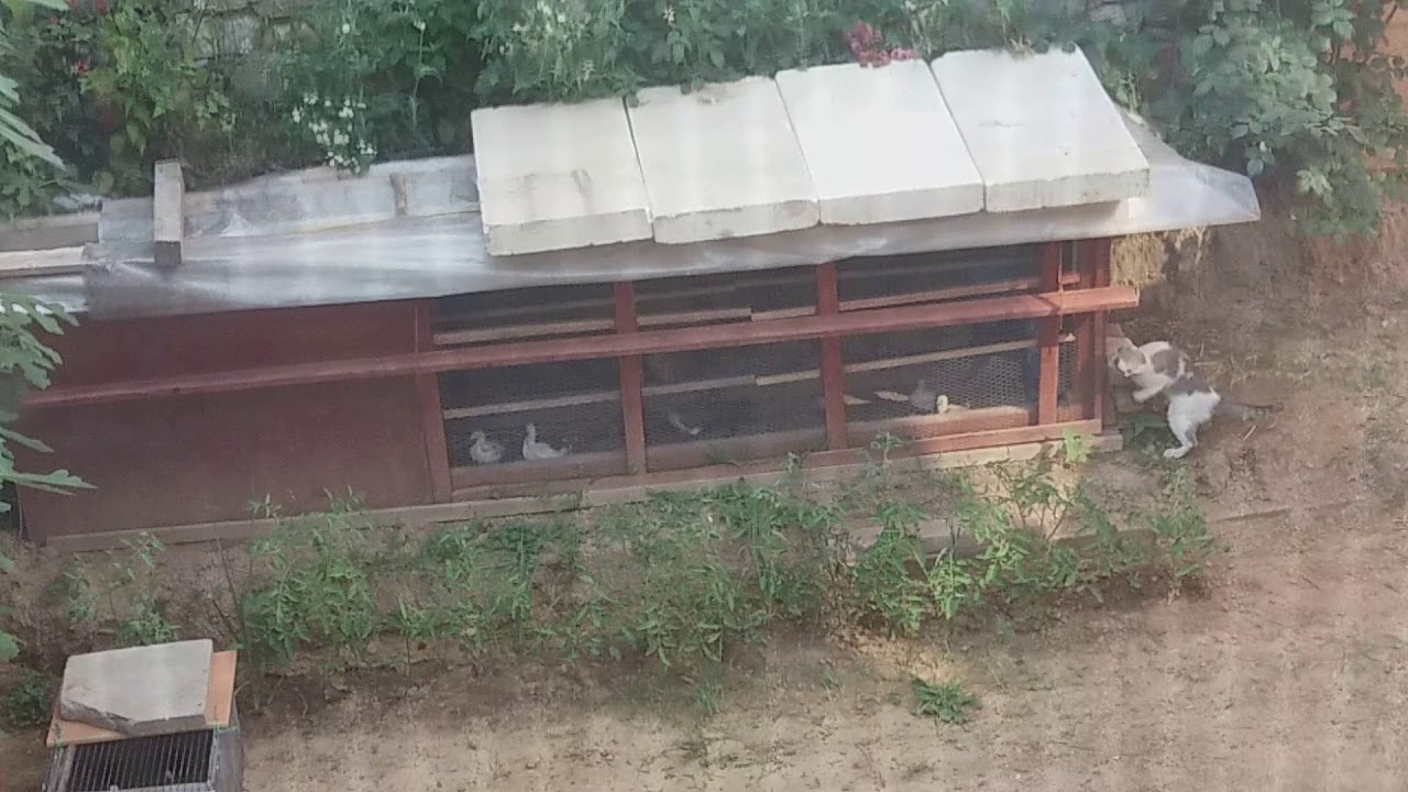 Cat attacks chickens birds YouTube