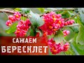 БЕРЕСКЛЕТ! КАК ПРАВИЛЬНО ПОСАДИТЬ БЕРЕСКЛЕТ?