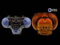 Pick Your Player: Dragonfly vs Damselfly | Deep Look