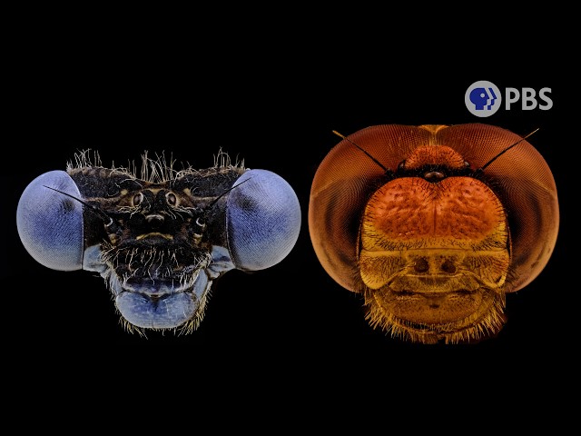 Pick Your Player: Dragonfly vs Damselfly | Deep Look