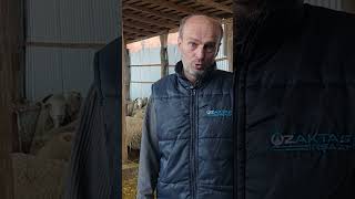 Koyunlara Günde Ne Kadar Yonca Verilmeli?