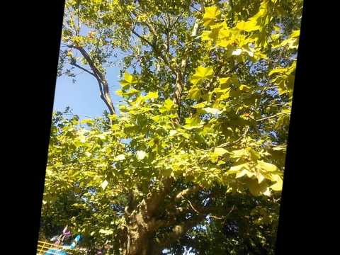 orange/木村カエラ  【Cover】
