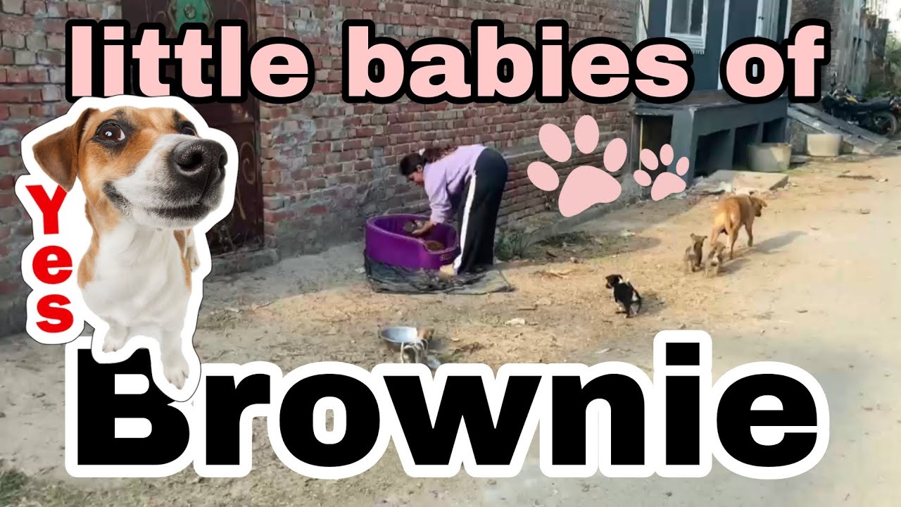 Little babies of brownie 