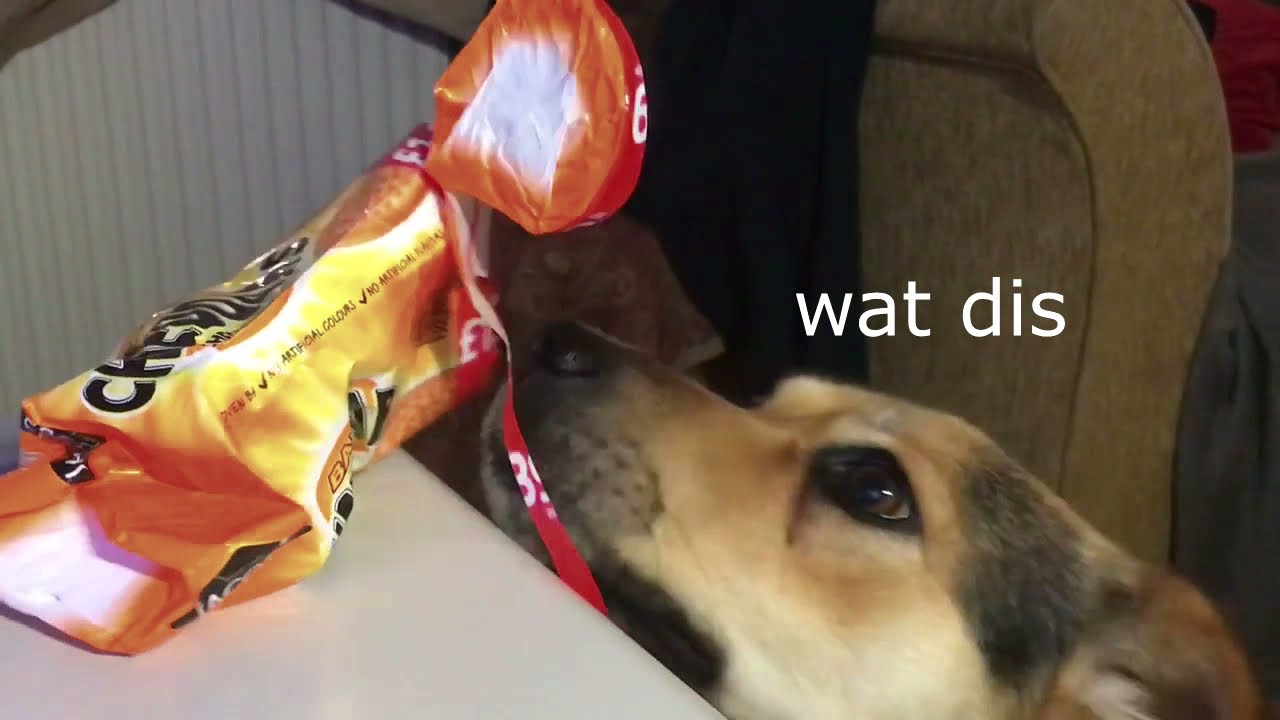 When You Leave Food Out For Your Dog YouTube When You Leave Food Out For Your Dog YouTube
