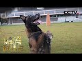 人类的密友——犬之传奇：犬是如何一步步成为人类最亲密伙伴的？20201122 |《解码科技史》CCTV科教