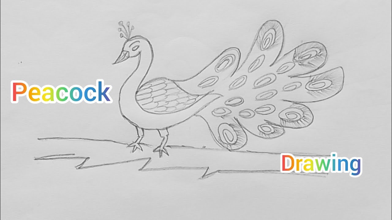 # How to draw peacock step by step for beginners 