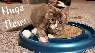 Jolly's Plot Twist! Huge News! Megaesophagus Kitten Foster Litter #38