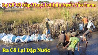 Linh Philip || Sự Cố Vỡ Đập Thuỷ Lợi ! Nguồn Nước Dẫn Vào Farm Tạm Thời Bị Gián Đoạn !!!