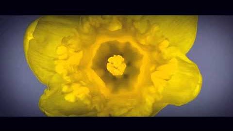 Luminous Frenzy - Random Generator