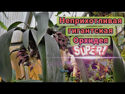 Video: Orhideja