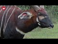 Moment Africa's rarest antelopes return home after historic translocation mission
