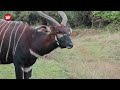 Moment Africa's rarest antelopes return home after historic translocation mission