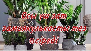 Замиякулькасқа осы үш қоспаны берсеңіздер,өскін көп өсетін болады#үйгүлдері #гүл #замиякулькас