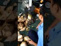 green coconut peeling machine video