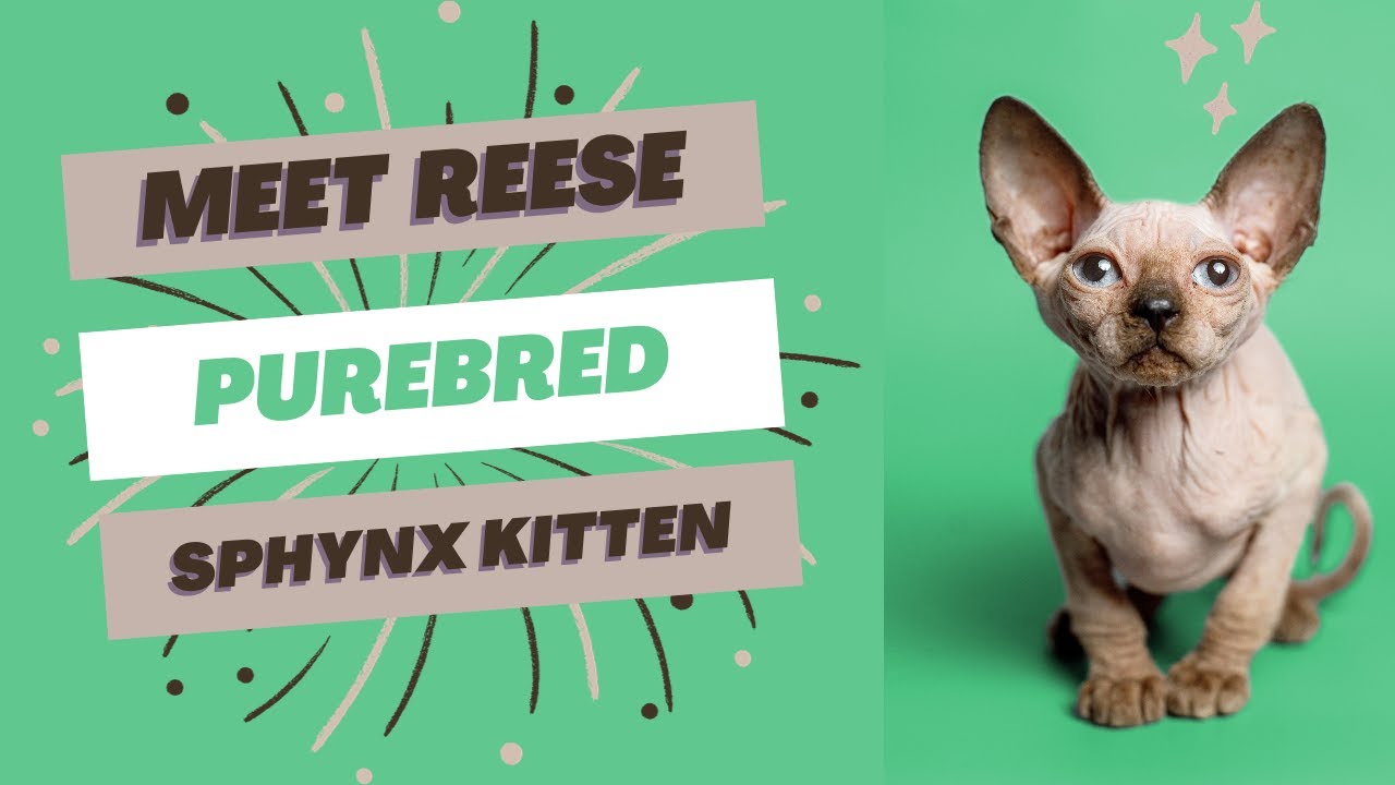 Purebred Sphynx Kitten Available for Adoption Reputable Breeders