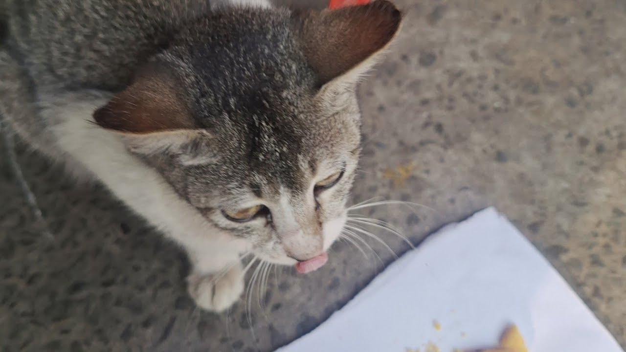 I ESCAPED HOME FOR 6 DAYS | WENT ON A VOLUNTEER FEST TRIP