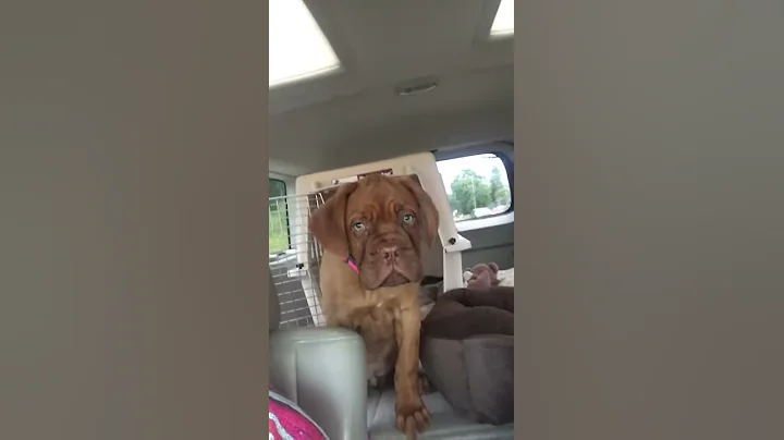 Sad puppy