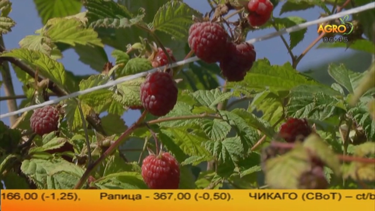 Забравен от добрина