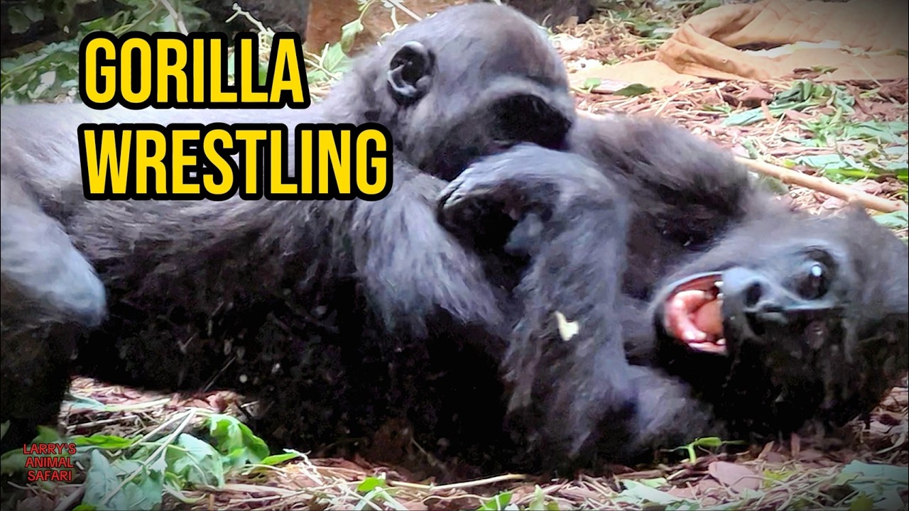 Gorilla Social Play and Development
