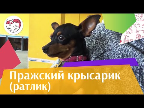 Видео: Pet Scoop: Любителю животных Бетти Уайт исполнилось 90 лет, актеры собак получили собственные награды Золотой ошейник