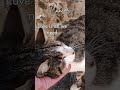 Cats of Kotor as Zodiac Signs