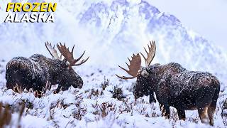 FROZEN ALASKA | Life Below Zero in the Far North | Nature Animal Documentary Update