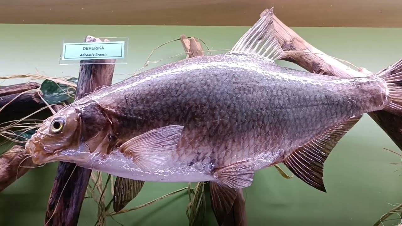 UNSKE RIBE SVE NA JEDNOM MJESTU || ALL FISH FROM THE UNA RIVER