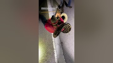 Python hunters wrestle 19-foot-long record-breaking snake #Shorts