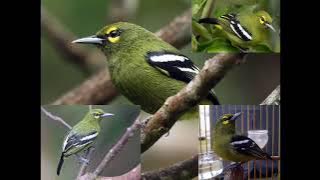 suara pikat burung sirtu / chipo jantung/hutan dijamin Ampuh langsung nyaut #burung