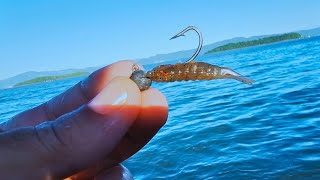 ESTE MICRO CAMARÃO DEIXOU OS ROBALOS MALUCOS. PESCA ULTRALIGHT NAS PEDRAS EM SAMBAQUI FLORIANÓPOLIS
