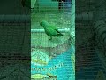 green parrot 🦜 #parrot #birds #cute #lifeisbutadream #greenparrot #trending #reels #shorts #viral