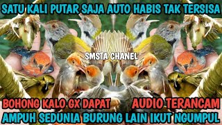 Bikin ludes Semua Prenjak !! Suara Pikat Prenjak Paling Ampuh Terbaik @smstachanel