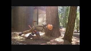 Stihl 440 Falling a 120' Hazard Pine Tree - Dead Setback Leaning Towards House