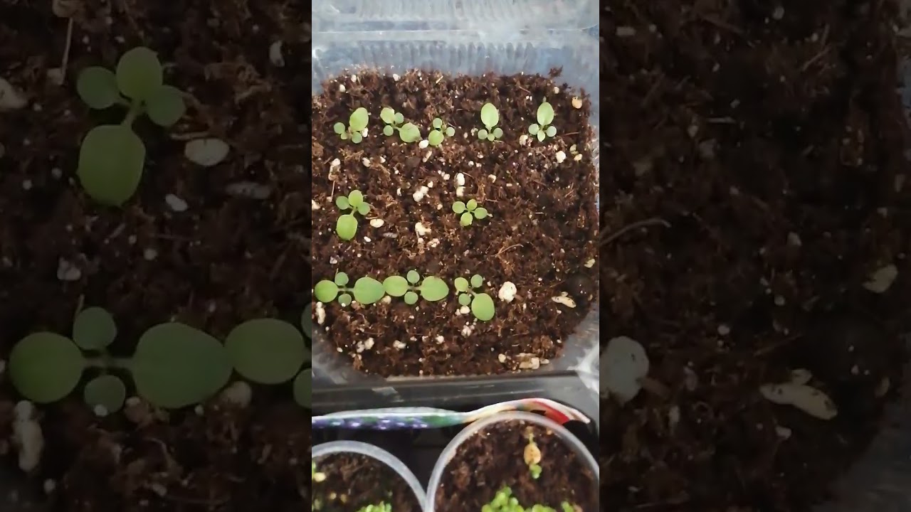 Рассада земляники, петунии и колеусы февраль 2026г.