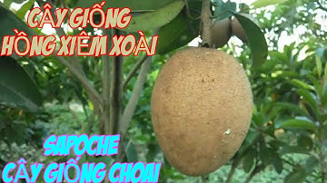 Giống Hồng Xiêm Xoài (sapoche) cây giống f1 lô cây choai đang có trái|TRAN TRONG PHAM