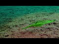 The robust ghost pipefish