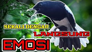 MASTERAN KACER TEMBAKAN KASAR BIKIN KACER CEPAT EMOSI BUKA EKOR