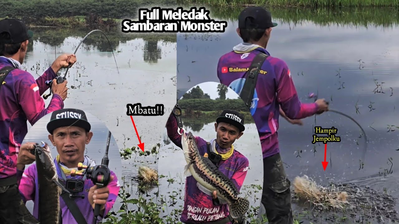 Keganasan Monster Toman dan Monster gabus di danau baru naik