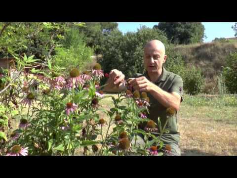 Vidéo: Splendeur De L'échinacée éponge