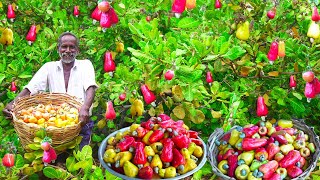 CASHEW FRUITS HUNTING | முந்திரி பழ வேட்டை | Delicious Cashew Fruits Sarbath | Village food