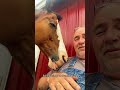 You Won’t Stop Laughing At These Horses#AnimalMoments #HorseVideos #FunnyFarmAnimals