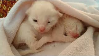 5 Cutest Newborn Kittens Without Their Mother After 11 Days Of Their Birth