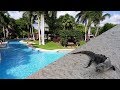Mexico Riviera Maya Vacation Tour in 4K | Resort, Iguanas, Coati, Ocean, People, Food & Turtles!