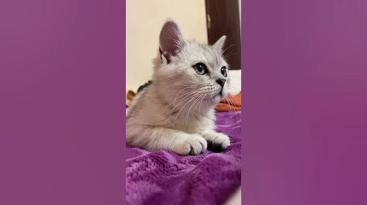 Video 6185711: cats catlover kitten meow, kitten meow catlover animals, kitten catlovers funny meow, sweet cats meowing