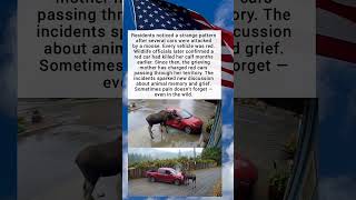 Residents noticed a strange pattern after several cars were attacked by a moose.